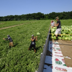 Farms l Premier Melon l Watermelon Growers